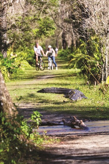 When Alligators Invade